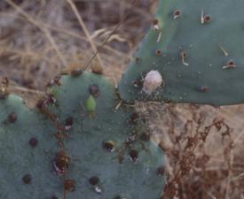 greenspider_0503