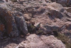 lizard_0503