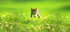 kitty2