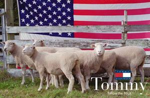 tommy