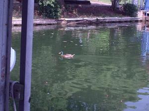 duck